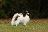EPAGNEUL PAPILLON 065